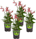 Bonnie Plants Pineapple Sage - 4 Pack Live Plants Perennial In Zones 8 - 10 3 - 4 Ft Tall Plants Garnish Teas &amp Flower Arrangements