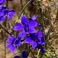 Plant Good Seed Organic Dark Blue Larkspur Bulk Seeds for Planting: Heirloom Vegetable Flower and Herb Farm Grown - 1 Ounce