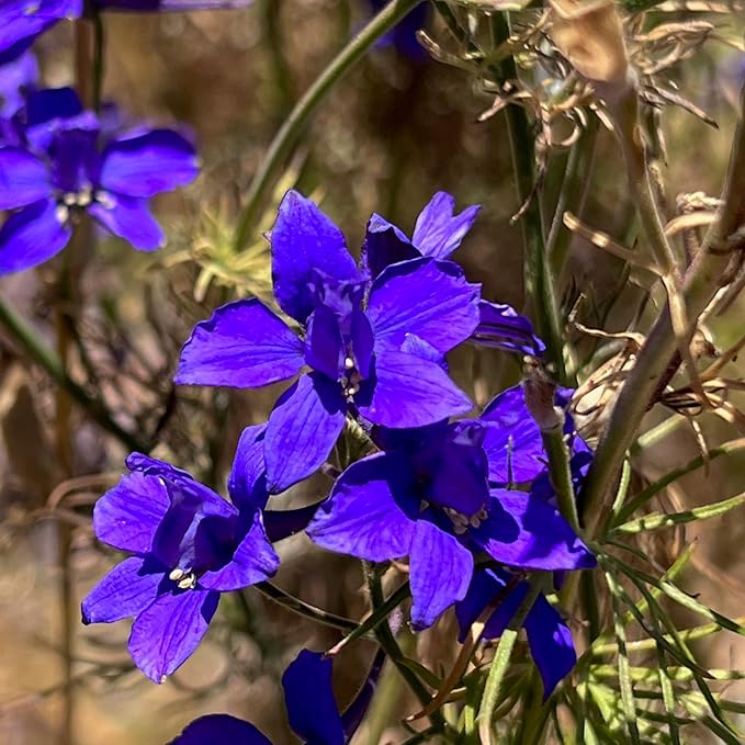 Plant Good Seed Organic Dark Blue Larkspur Bulk Seeds for Planting: Heirloom Vegetable Flower and Herb Farm Grown - 1 Ounce