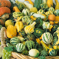 Small Mix Gourd Garden Seeds - 4 Oz ~1400 Seeds - Non-GMO Heirloom Vegetable Gardening Seed - Cucurbita Pepo