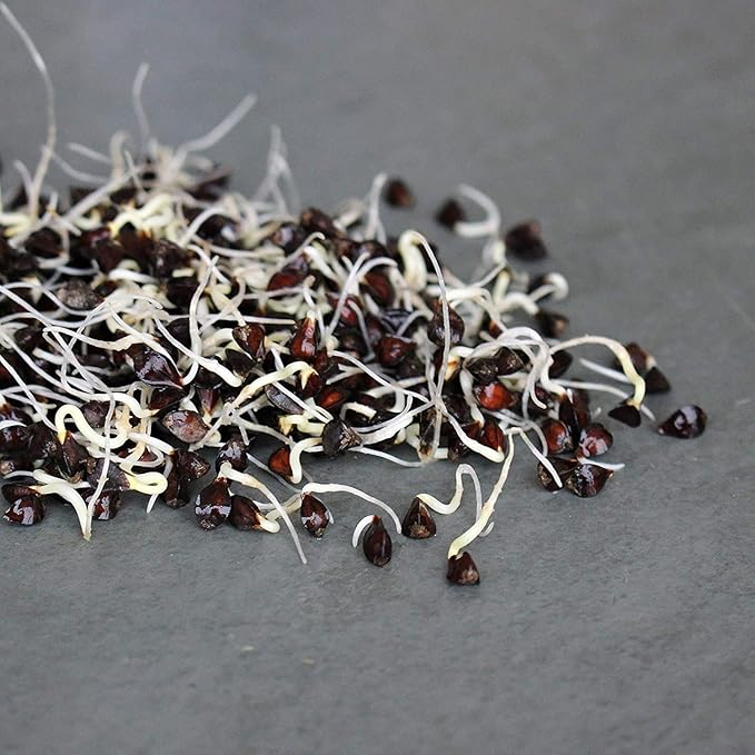 Organic Sprouting Seed Mix – 2.5 lb – 10 Varieties: Alfalfa Mung Bean Broccoli Lentil Clover Buckwheat Radish Bean Salad More