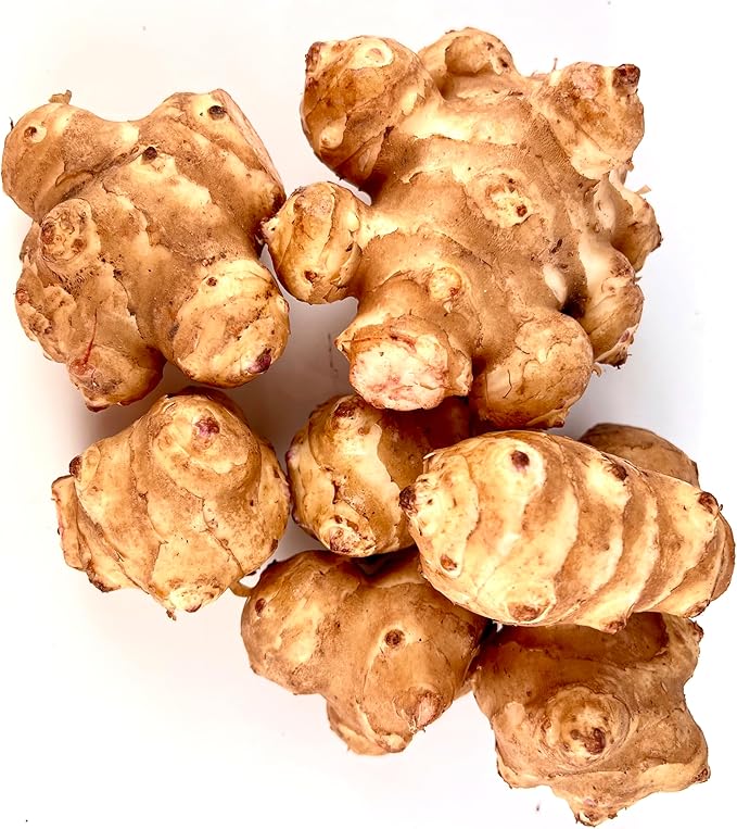 Jerusalem Artichoke Sunchokes Tubers Fresh Root Vegetable for Planting or Cooking Grown in Garden Container Hydroponic (16 oz)