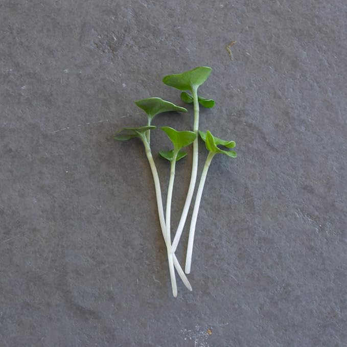 Broccoli Microgreens Seeds - 1 Lb ~16000 Seeds - High Germination Premium Seed for Growing Broccoli Micro Greens - Non-GMO