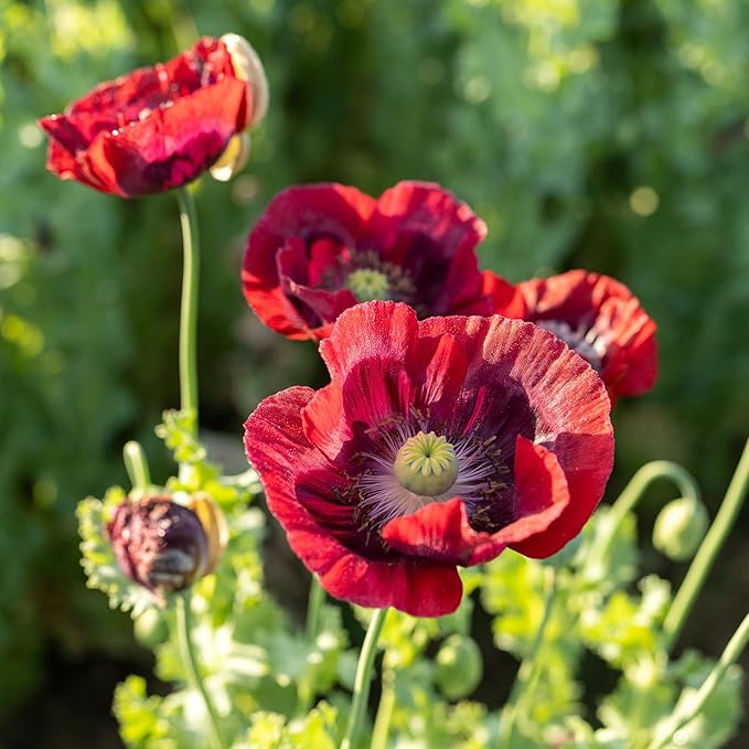 Plant Good Seed Organic Cherry Glow Poppy Bulk Seeds for Planting: Heirloom Vegetable Flower and Herb Farm Grown - 56700 Seed Packet (1 Ounce)