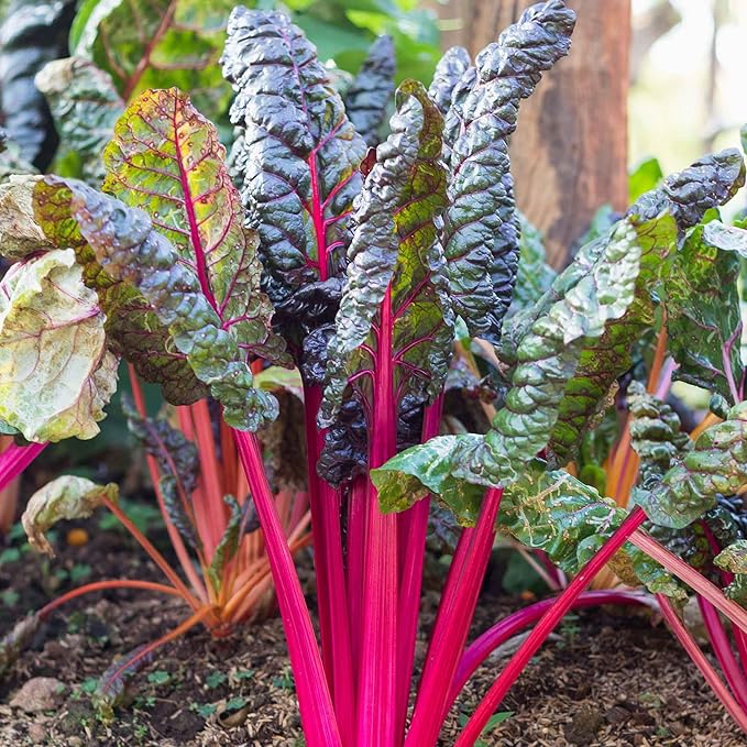 Eden Brothers Swiss Chard Seeds - Pink Lipstick