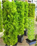 AMNOOL Hydroponic Planting System 15-Layer 45-Hole hydroponic Tower Smart Garden Garden hydroponic Planting System Greenhouse hydroponic Planting