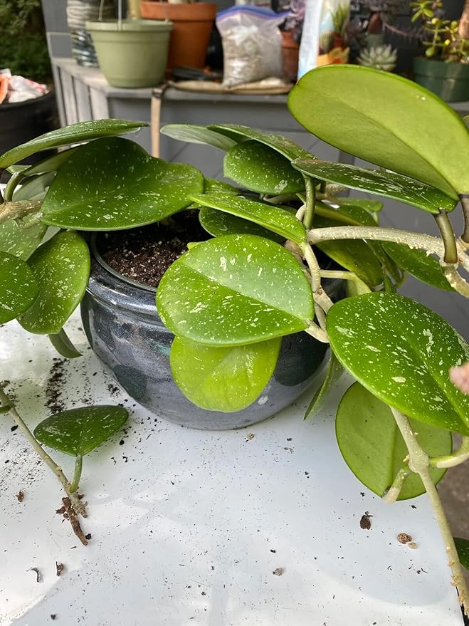Gardenera Hoya Plant Premium Potting Mix - 4 Quart - Optimal Balance for Thriving Hoyas: Air Moisture and Nutrient Retention