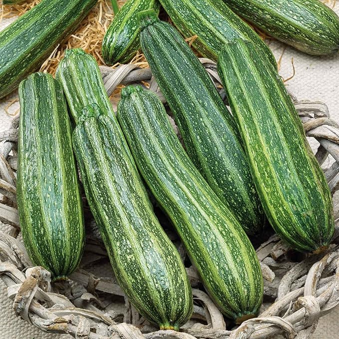Eden Brothers Squash (Summer) Seeds - Cocozelle Non-GMO Seeds for Planting 1/4 lb | Low-Maintenance Vegetable Seeds Plant During Warm Season Zones 10 3 4 5 6 7 8 9