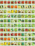 100 Assorted Heirloom Vegetable Seeds 100% Non-GMO (100 Deluxe Assorted Vegetable Seeds)