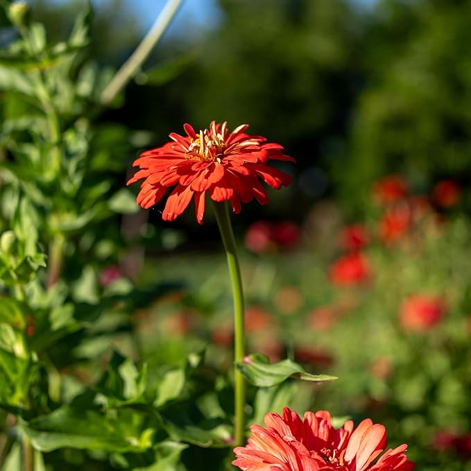 Plant Good Seed Organic Red Zinnia Bulk Seeds for Planting: Heirloom Vegetable Flower and Herb Farm Grown - 4000 Seed Packet (1 Ounce)