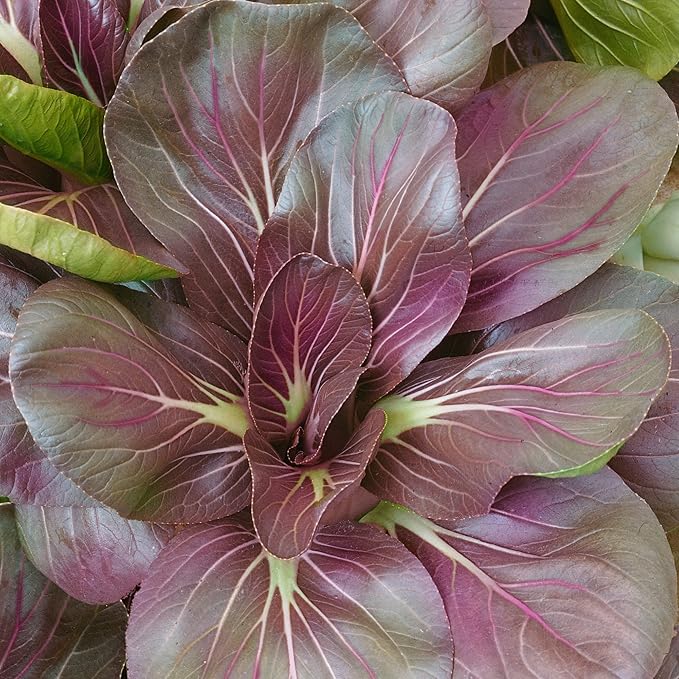 Organic Scarlet Red Tat SOI Mustard Seeds - 1 Oz ~15000 Seeds - Non-GMO Certified Organic - Vegetable/Herb Garden Growing Microgreens - Brassica narinosa
