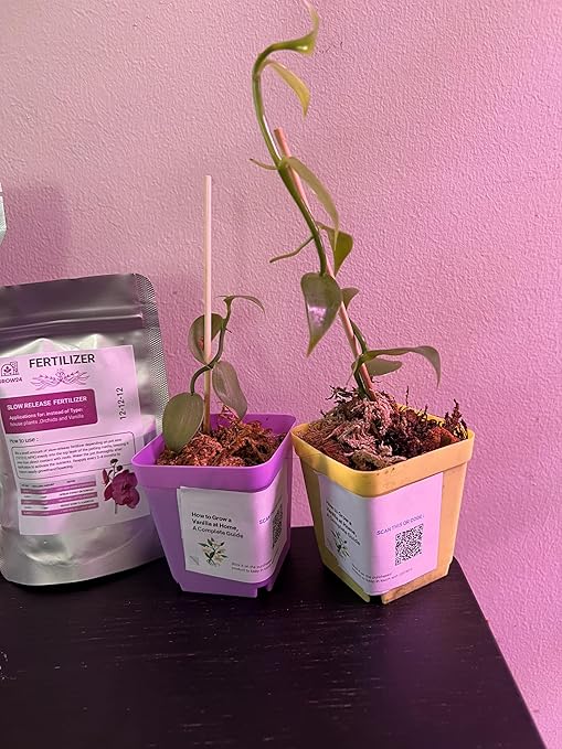 GROW24 Vanilla Orchid Starter Plant kit 4-inch Pots Plus Media Mix and Slow Release Fertilizer (2)