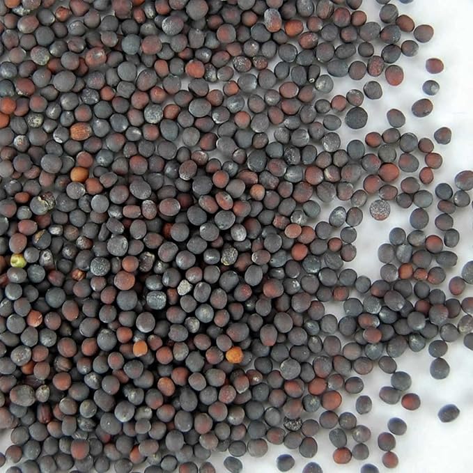 Handy Pantry Chinese Cabbage Sprouting Seed - 2.5 Lbs - Perfect for Edible Seeds Gardening Hydroponics Growing Salad Greens Sprouts &amp Food Storage