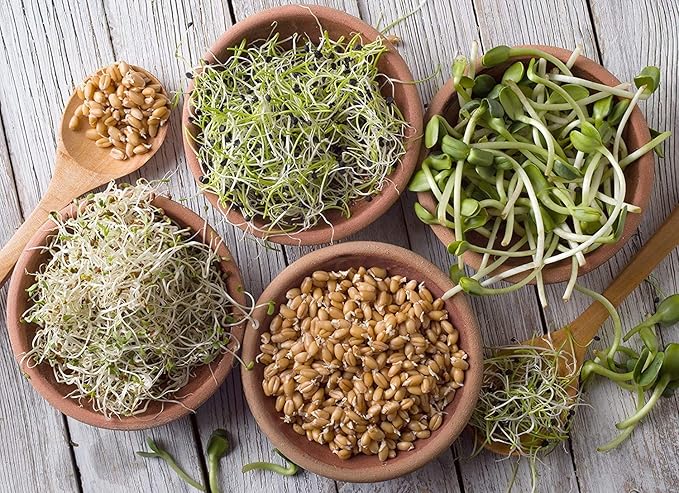 Organic Sprouting Seed Mix – 2.5 lb – 10 Varieties: Alfalfa Mung Bean Broccoli Lentil Clover Buckwheat Radish Bean Salad More