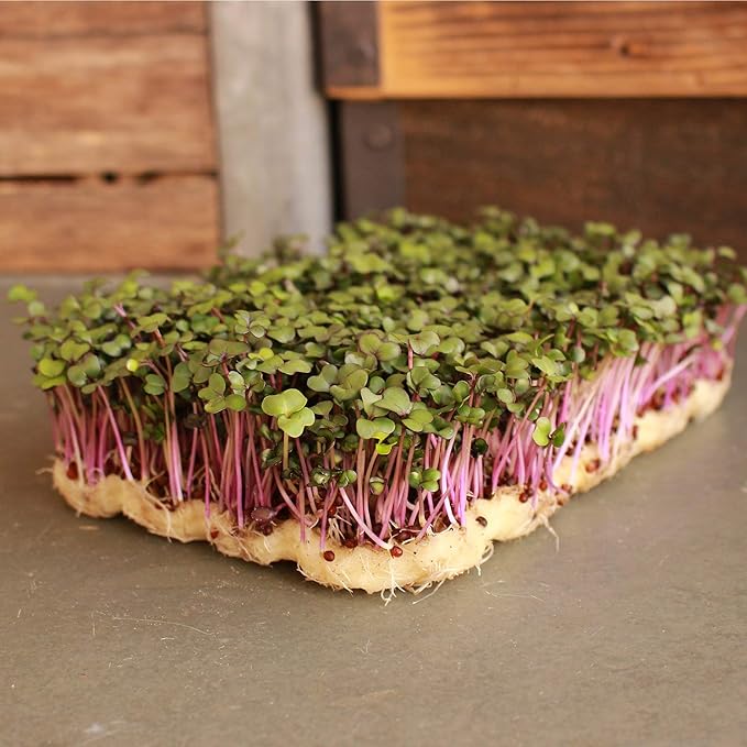 Purple Vienna Kohlrabi Seeds: 25 Lb - Bulk Non-GMO Vegetable Gardening &amp Microgreens Growing Seed
