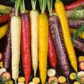 Rainbow Blend Carrot Seed Mix - 1 Lb ~320000 Seeds - Non-GMO Heirloom Vegetable Garden Seeds: Atomic Red Cosmic Purple Lunar White Solar Yellow