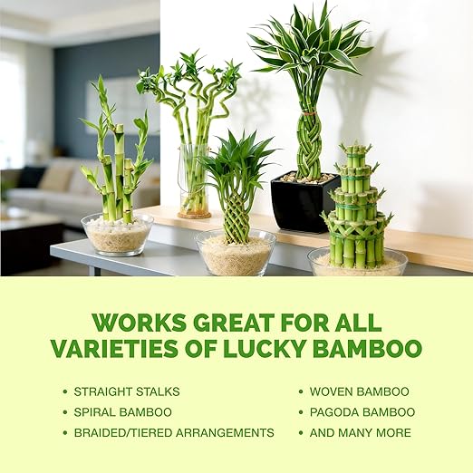 Lucky Bamboo Fertilizer Complete Liquid Lucky Bamboo Plant Food 32 oz (1 Quart)