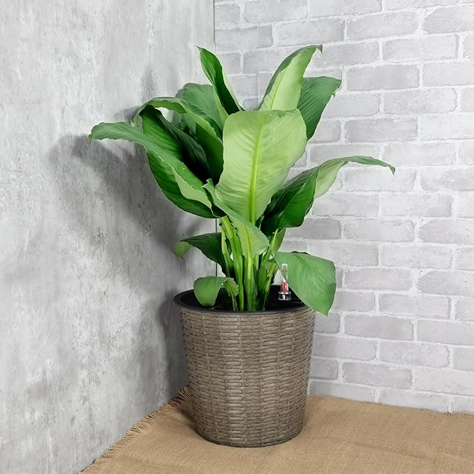 13.4 Self Watering Wicker Decor Planter for Indoor and Outdoor Round Natural