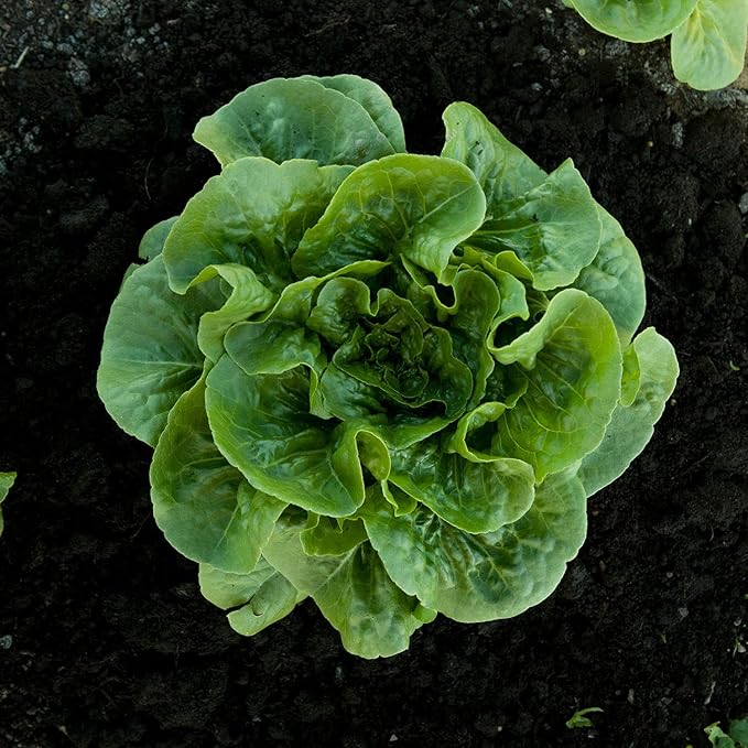 Bonnie Plants Green Romaine Lettuce 19.3 oz. 4-pack