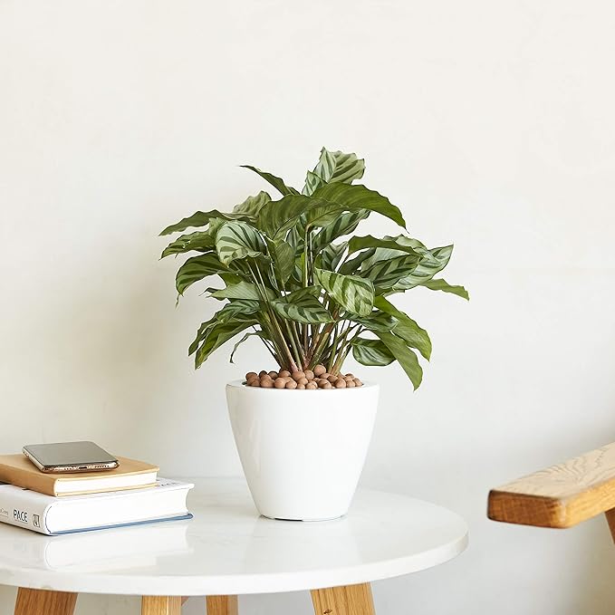 2 Pack Smart Self Watering Planter Pot for Indoor and Outdoor White Round Cone