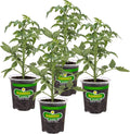 Bonnie Plants Big Beef Tomato 19.3 oz. 4-pack