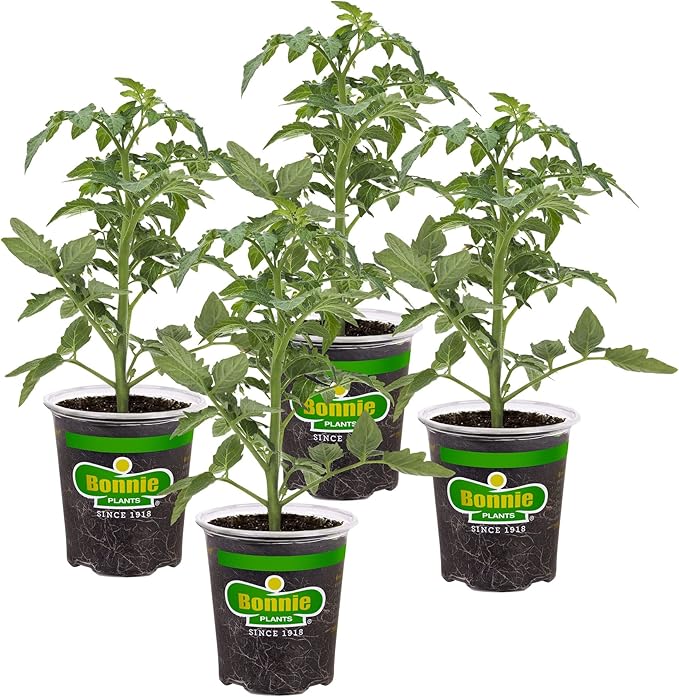 Bonnie Plants Red Beefsteak Tomato 19.3 oz. 4-pack