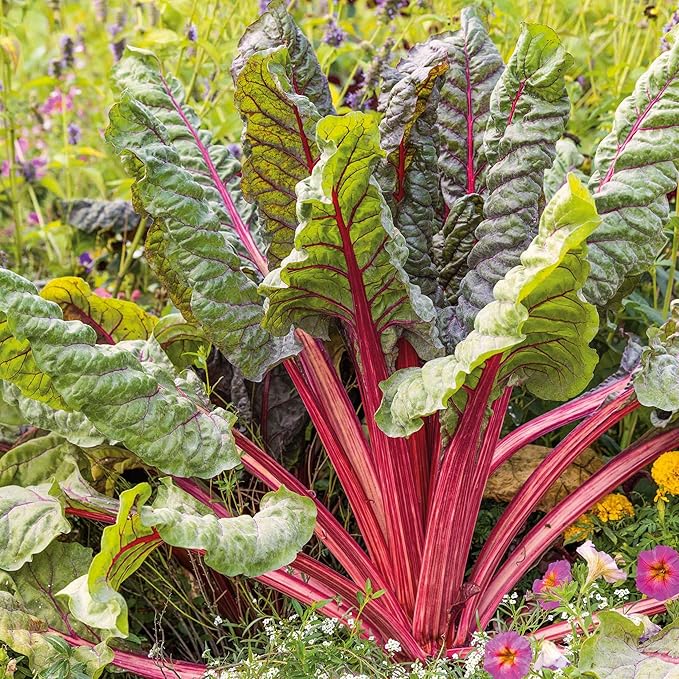 Eden Brothers Swiss Chard Seeds - Ruby Red