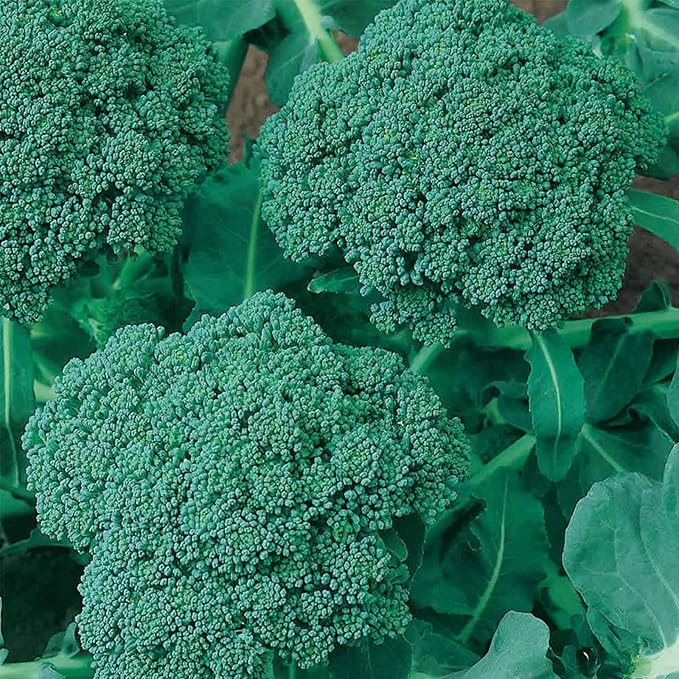 Waltham 29 Broccoli Seeds | Non-GMO Bulk Heirloom Broccoli Seeds for Sprouting Microgreens Vegetable Gardening Garden Salad Garnishes &amp More (5 Lb)