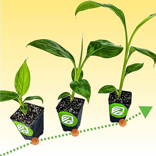 Wellspring Gardens Banana Fuel Fertilizer - Water-Soluble 15-5-30 Blend - Banana Plant Fertilizer - Plant Food - Formula for Banana Trees &amp Plants - Grow Healthy and Happy Plants (1 Pound)