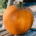 Plant Good Seed Organic New England Pie Pumpkin Bulk Seeds for Planting: Heirloom Vegetable Sweet Orange Flesh - 1000 Seed Packet (6.5 Ounces)