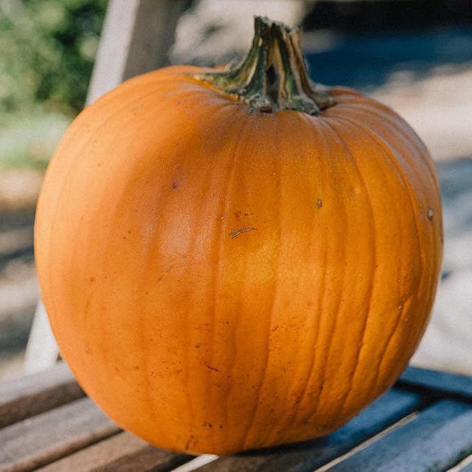 Plant Good Seed Organic New England Pie Pumpkin Bulk Seeds for Planting: Heirloom Vegetable Sweet Orange Flesh - 1000 Seed Packet (6.5 Ounces)