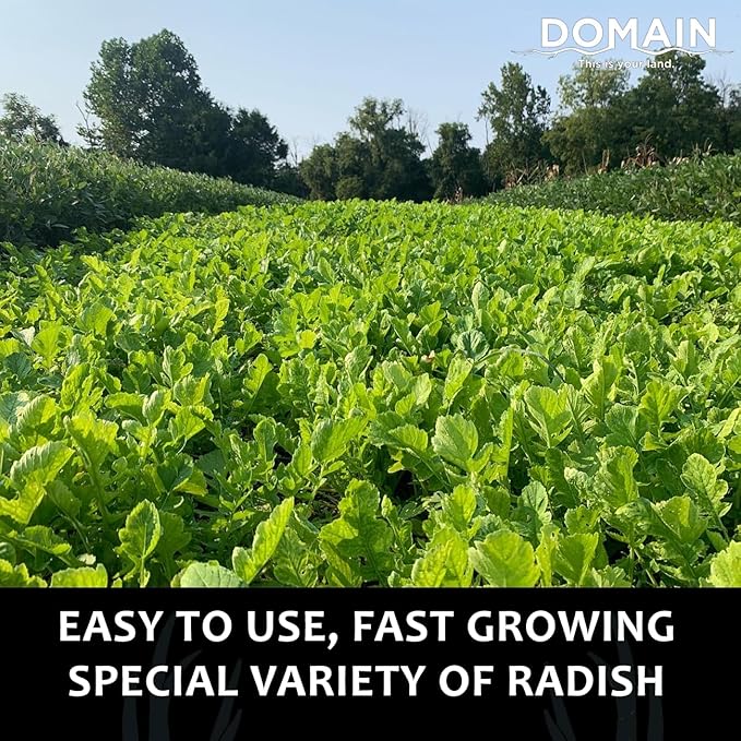 Domain Outdoor Illicit Food Plot Seed Fast Growing Variety of Deer Radish Perfect Seed for Spring Summer or Fall Leafy Greens Sugar-Filled Tap Root Up to 8 Tons of Forage Per Acre 1/2 Acre