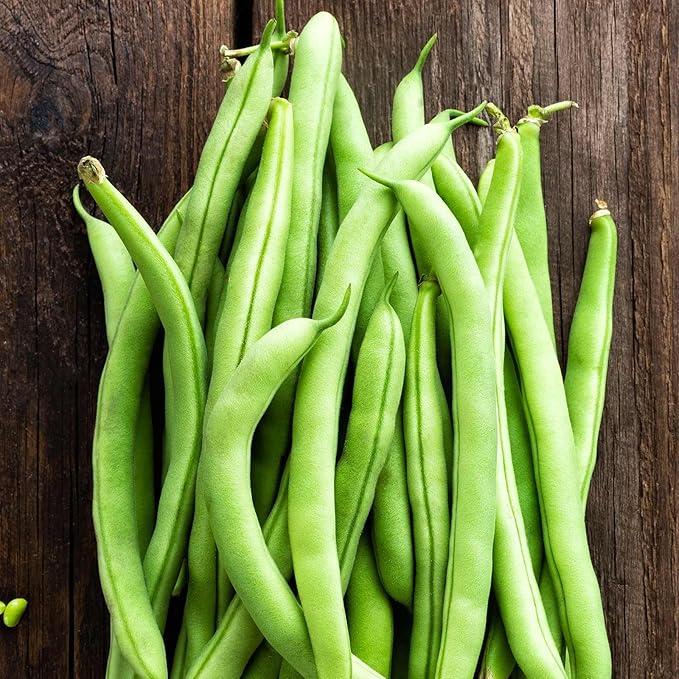Contender Bush Bean Seeds - 25 Lb Bulk - Non-GMO Heirloom - Also Called Buff Valentine - Vegetable Garden Seeds