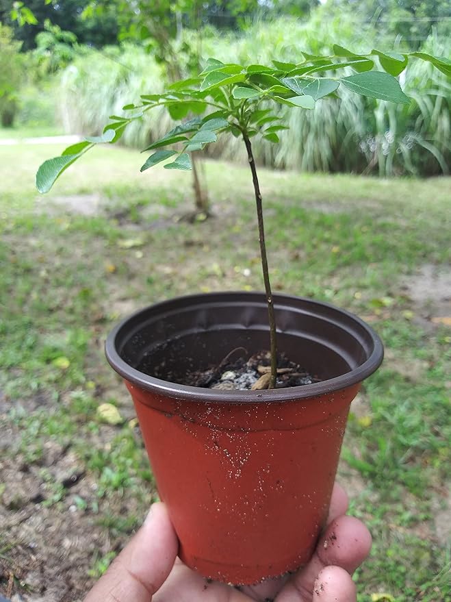 Curry Leaf Plant | Read Description Before Ordering | Fragrant gamthi Variety - Starter Plant | Size:4 to 8 Inch | Ships with no Soil | Organically Grown