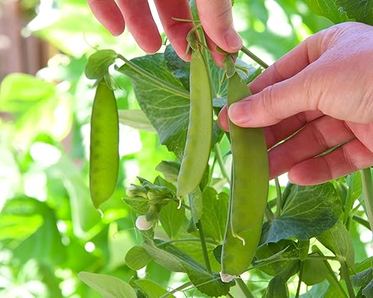 HyR BRIX Organic Vegetable Fertilizer 1-1-8 (5 LBS) - The Perfect Slow Release All Purpose Fertilizer Designed to Feed Your Garden Shrubs and Trees All Season Long!