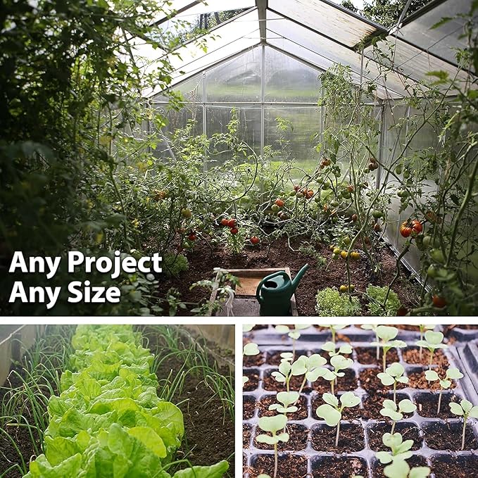 Star of David Okra 1 Lb ~6400 Seeds – Abelmoschus esculentus – Non-GMO Israeli Heirloom – 60–65 Days – Unique Star-Shaped Pods – Tall 7' Plants – Rich Flavor – Prolific Garden Vegetable