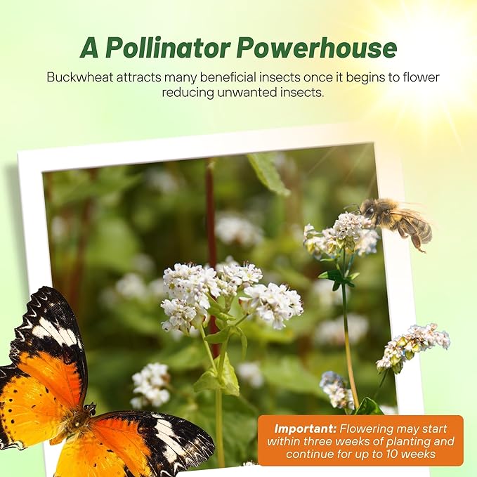 Outsidepride Buckwheat Seeds - 5lbs Annual Fast-Growing Easy to Grow Buckwheat Cover Crop Seeds for Green Manure Bee Pasture &amp Pollinators Wildlife Habitat Soil Improvement and Erosion Contr