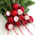 Crimson Giant Radish Seeds - 1 LB ~42000 Seeds - Heirloom Open Pollinated Non-GMO Farm &amp Vegetable Gardening Seed