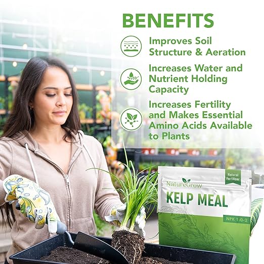 Kelp Meal1-0-2 Natural Plant Food Boost Plant Health and Yield! (6lb)