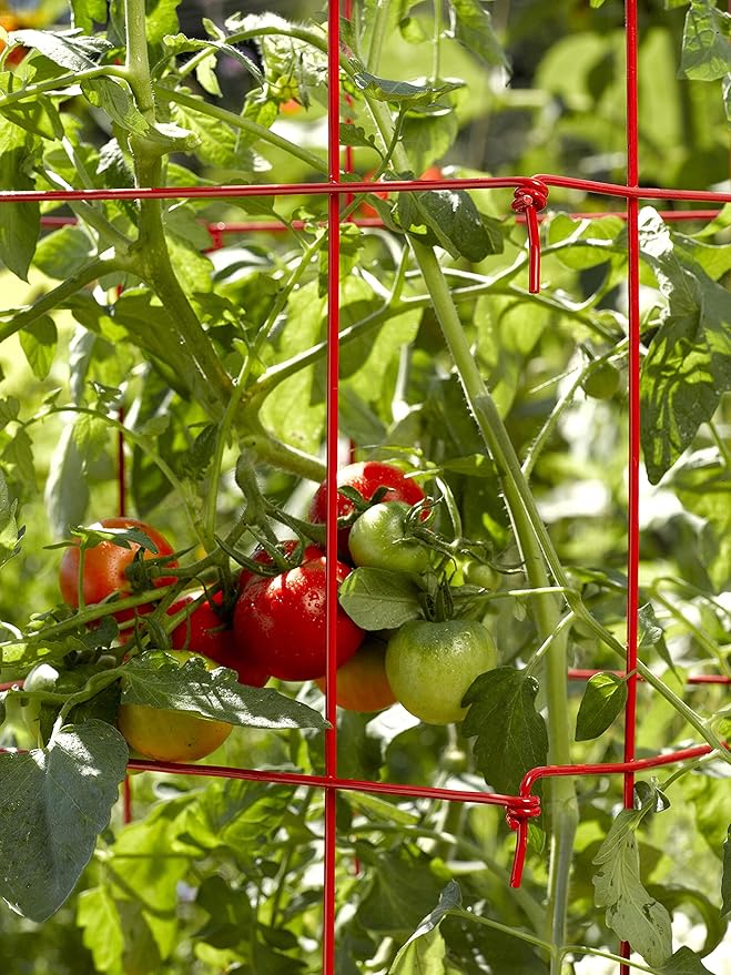 Gardener’s Supply Company Lifetime Tomato Cages | Heavy Gauge Sturdy Garden Plant Supports for Vegetables and Other Climbing Plants | No Assembly Needed - Green (Set of 4)