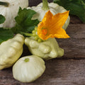 Eden Brothers Squash (Summer) Seeds - Scallop Scallop Early White Bush Non-GMO Seeds for Planting 1/4 lb | Low-Maintenance Vegetable Seeds Plant During Warm Season Zones 10 3 4 5 6 7 8 9
