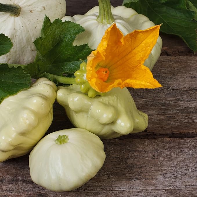 Eden Brothers Squash (Summer) Seeds - Scallop Scallop Early White Bush Non-GMO Seeds for Planting 1/4 lb | Low-Maintenance Vegetable Seeds Plant During Warm Season Zones 10 3 4 5 6 7 8 9