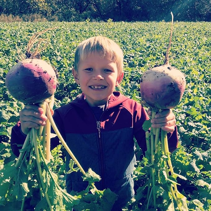 Hale Habitat &amp Seed Purple Top Turnip Food Plot Seed (50 lb Bulk)