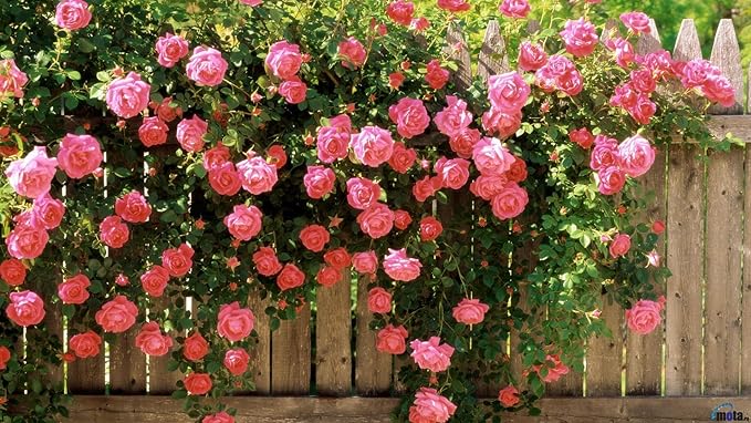 Liquid Fertilizer 16-8-4 general purpose fertilizer that provides vigorous sustained growth (1 Gallon)