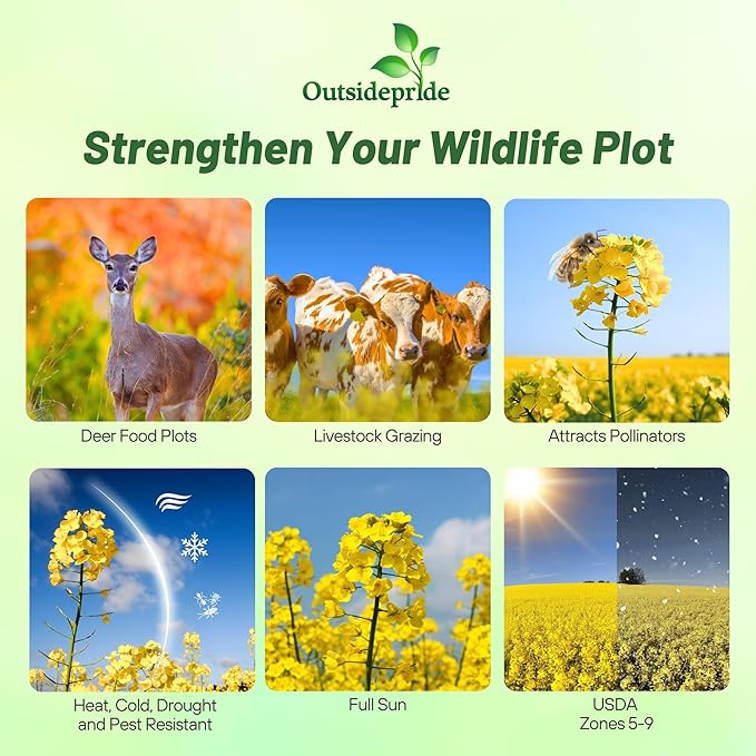 Outsidepride Trophy Forage Rape Seed - 10 Lbs Heat Cold &amp Drought-Tolerant Brassica Food Plot Seed Ideal for for Deer &amp Livestock Grazing Fall Planting Soil Improvement &amp Erosion Cont