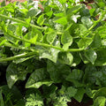 Malabar Spinach Seeds - Green Vines Supreme - 5 Lb Bulk ~64000 Seeds - Non-GMO Heirloom - Vegetable Garden