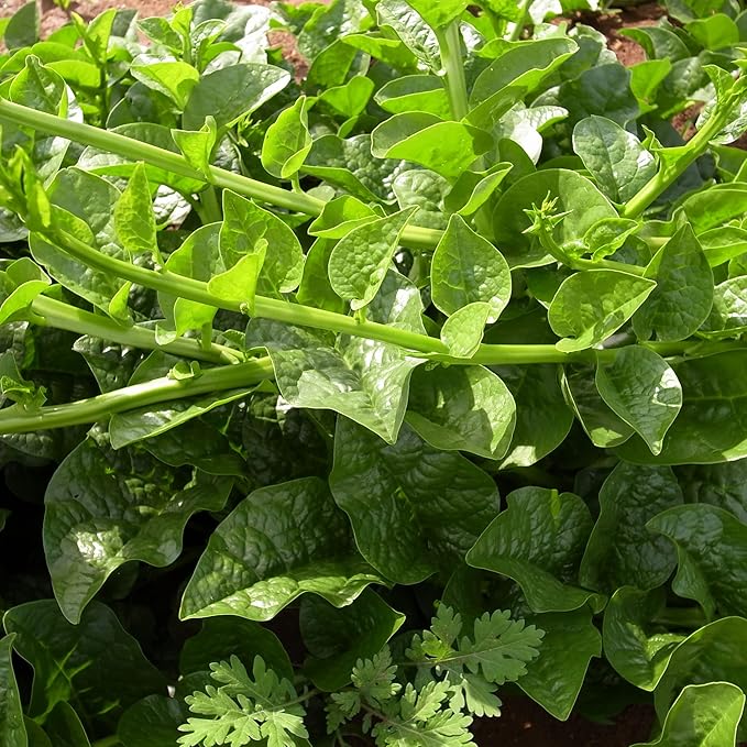 Malabar Spinach Seeds - Green Vines Supreme - 5 Lb Bulk ~64000 Seeds - Non-GMO Heirloom - Vegetable Garden