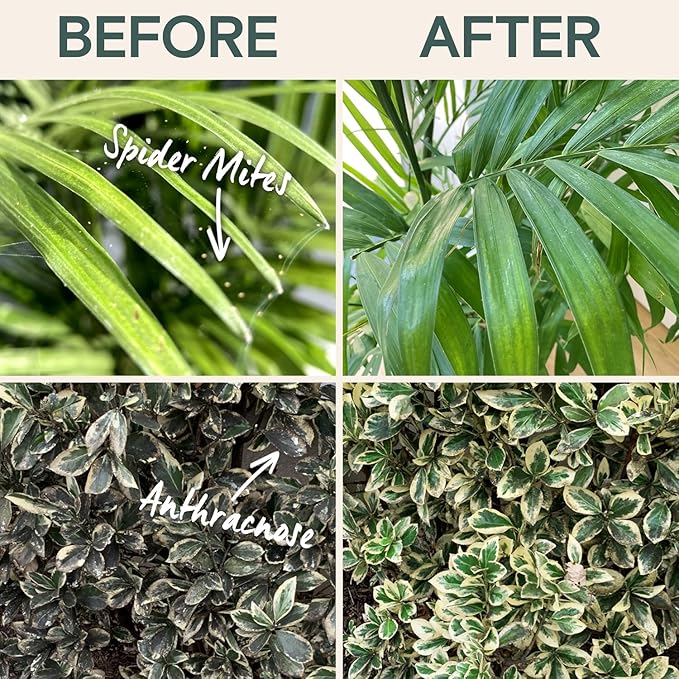 Organic Insecticide &amp Fungicide for Plants — Indoor/Outdoor Protection to Control Powdery Mildew Spider Mites Aphids Whiteflies Fungus Gnats — Safe on Vegetables &amp Lawns — Concentrate Spra