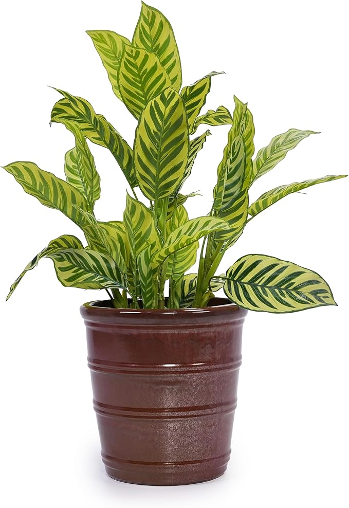 Handmade Glazed Ceramic Planter Set of 3 161310 Inch Diameter Horizontal Rib Design for Monstera and Fiddle Leaf Fig Outdoor G Indoor Staircase Use Breathable Clay Deep Brown