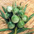 Eggplant Seeds - Thai Round - 1 Lb ~104000 Seeds - Non-GMO Heirloom - Asian Garden Vegetable